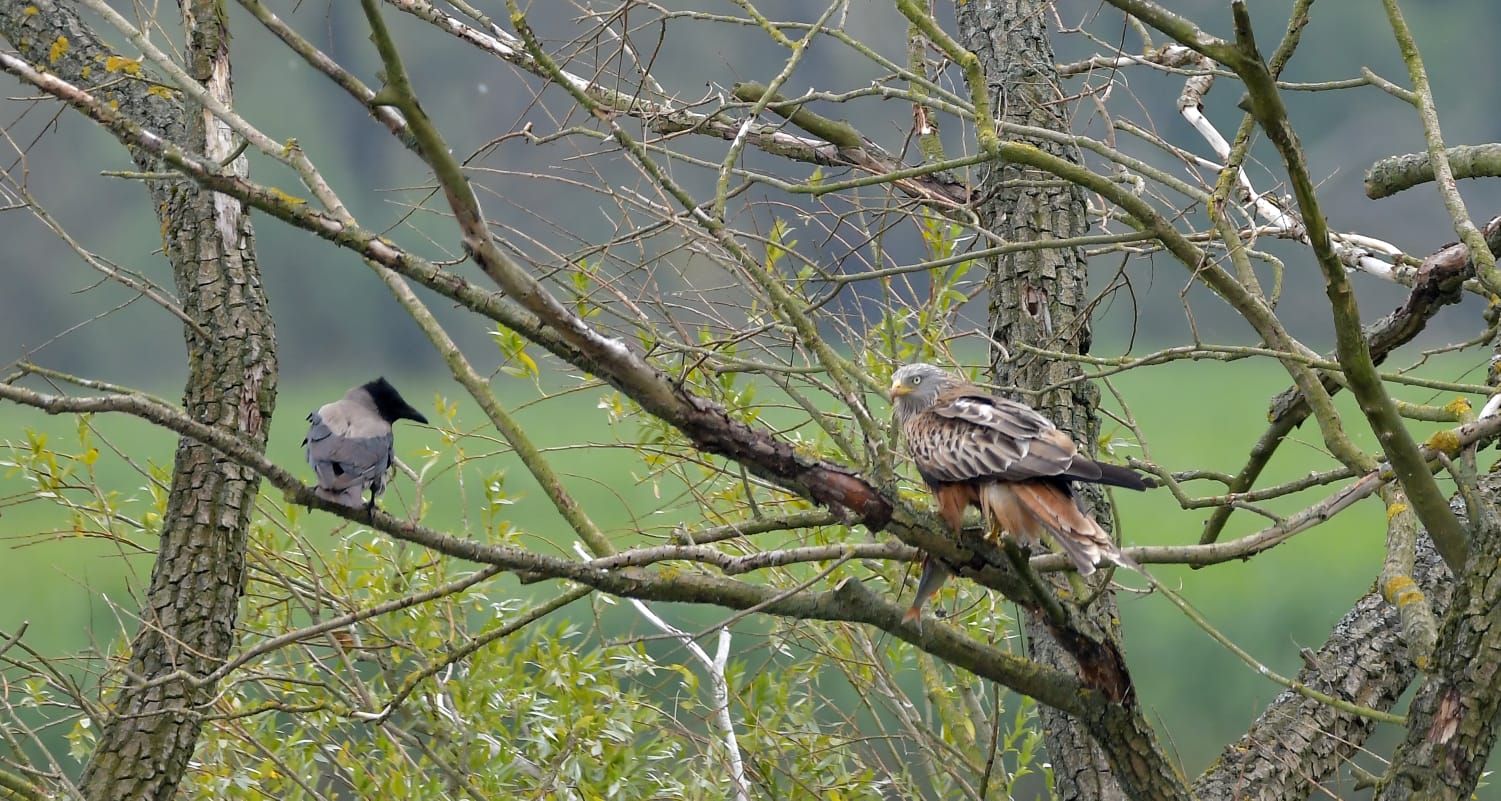 Wohnmobilstellplatz: Einheimische Vögel  - Wohnmobilstellplatz Nationalpark unteres Odertal