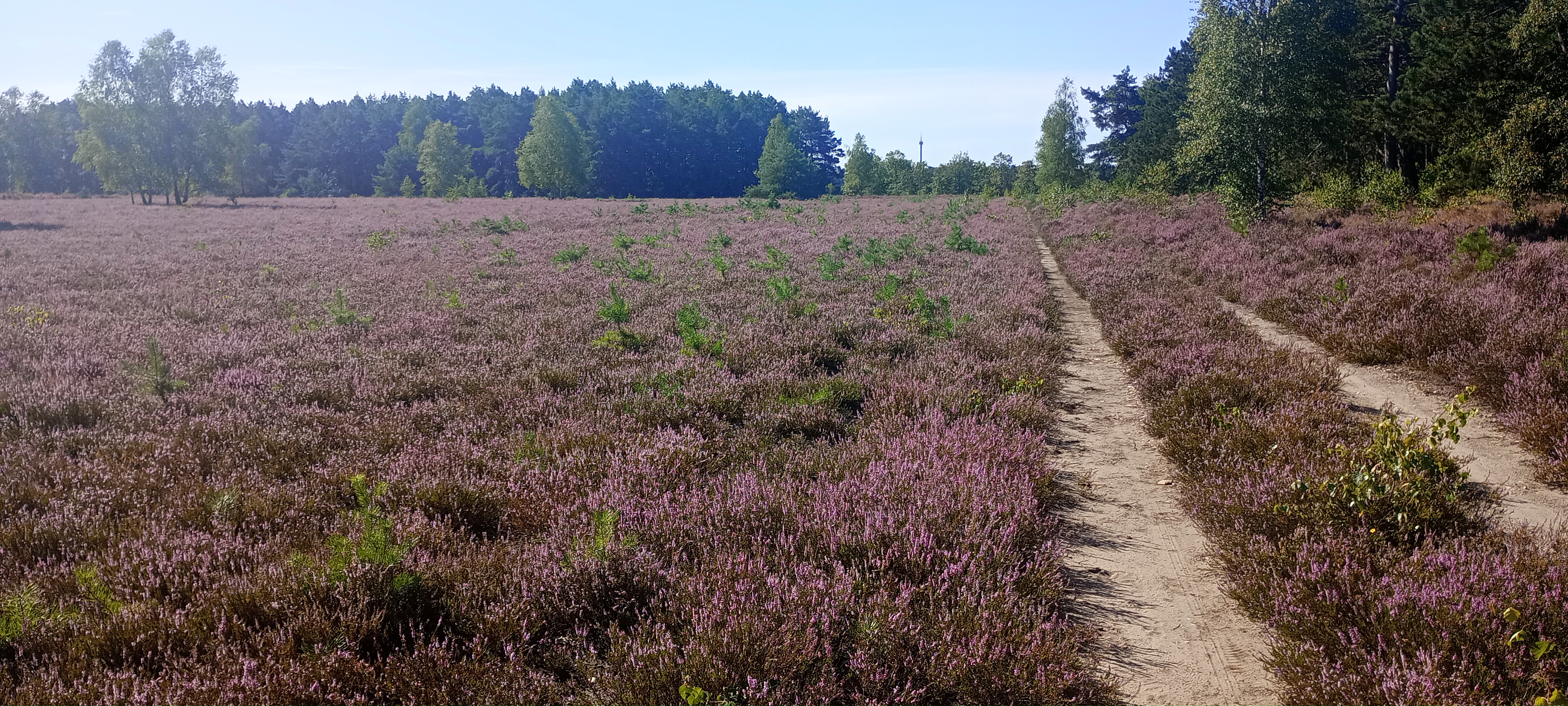 Wohnmobilstellplatz: Aktuelle heideblüte in 2,5 km am 12.08 24 - Wohnmobilstellplatz Bauernhof Heber Surbostel 9 Lüneburger Heide Park am Jakobsweg Hofladen Factory Outlet