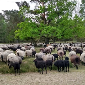 Wohnmobilstellplatz: Schafe in der Heide aus dem Schafstall Grasengrund in 3 km Entfernung - Wohnmobilstellplatz Bauernhof in Heber Surbostel 9 in der Lüneburger Heide  Pietzmoor  Heide Park am Jacobsweg