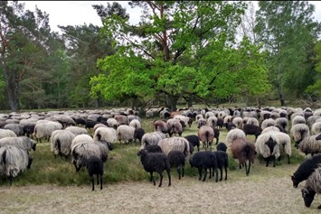 Wohnmobilstellplatz: Schafe in der Heide aus dem Schafstall Grasengrund in 3 km Entfernung - Wohnmobilstellplatz in Heber Surbostel 9 in der Lüneburger Heide  Pietzmoor  Heide Park am Jacobsweg
