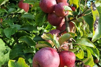 Wohnmobilstellplatz: Der große Obstgarten bietet alle erdenklichen Obstsorten - Landhof Läufer 