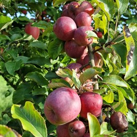 Wohnmobilstellplatz: Der große Obstgarten bietet alle erdenklichen Obstsorten - Landhof Läufer 
