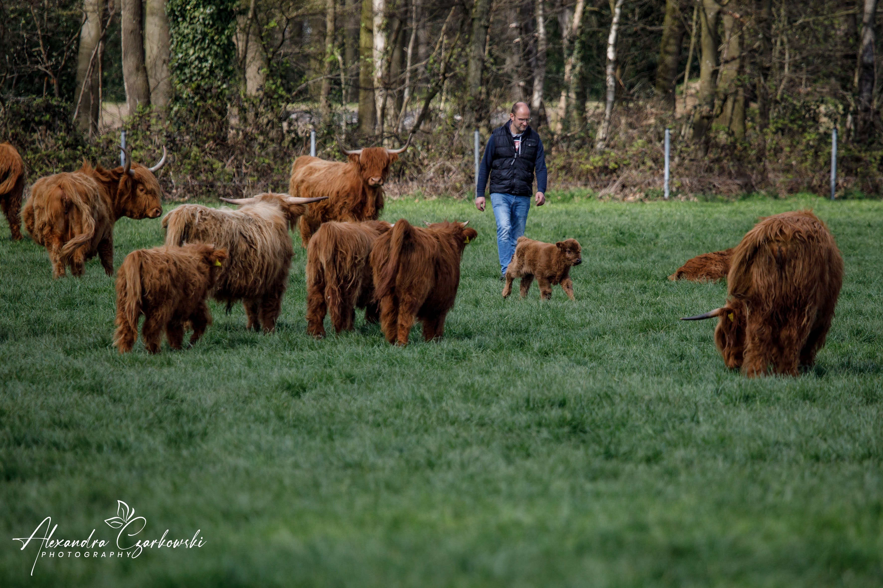 Reisemobilstellplatz - Wohnwagen erlaubt - Münster (Münster, Stadt) - Hier ein kleiner Teil unsere Hochlandrinder - Hof-Brambrink Stellplatz bei den Hochlandrindern