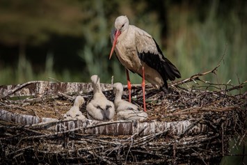 Wohnmobilstellplatz: Direkt neben dem Stellplatz haben wir ein Nest errichtet und im Jahr 2018 bekamen wir dafür diese tollen Bilder geschenkt. - Stellplatz am Ringhotel Forellenhof