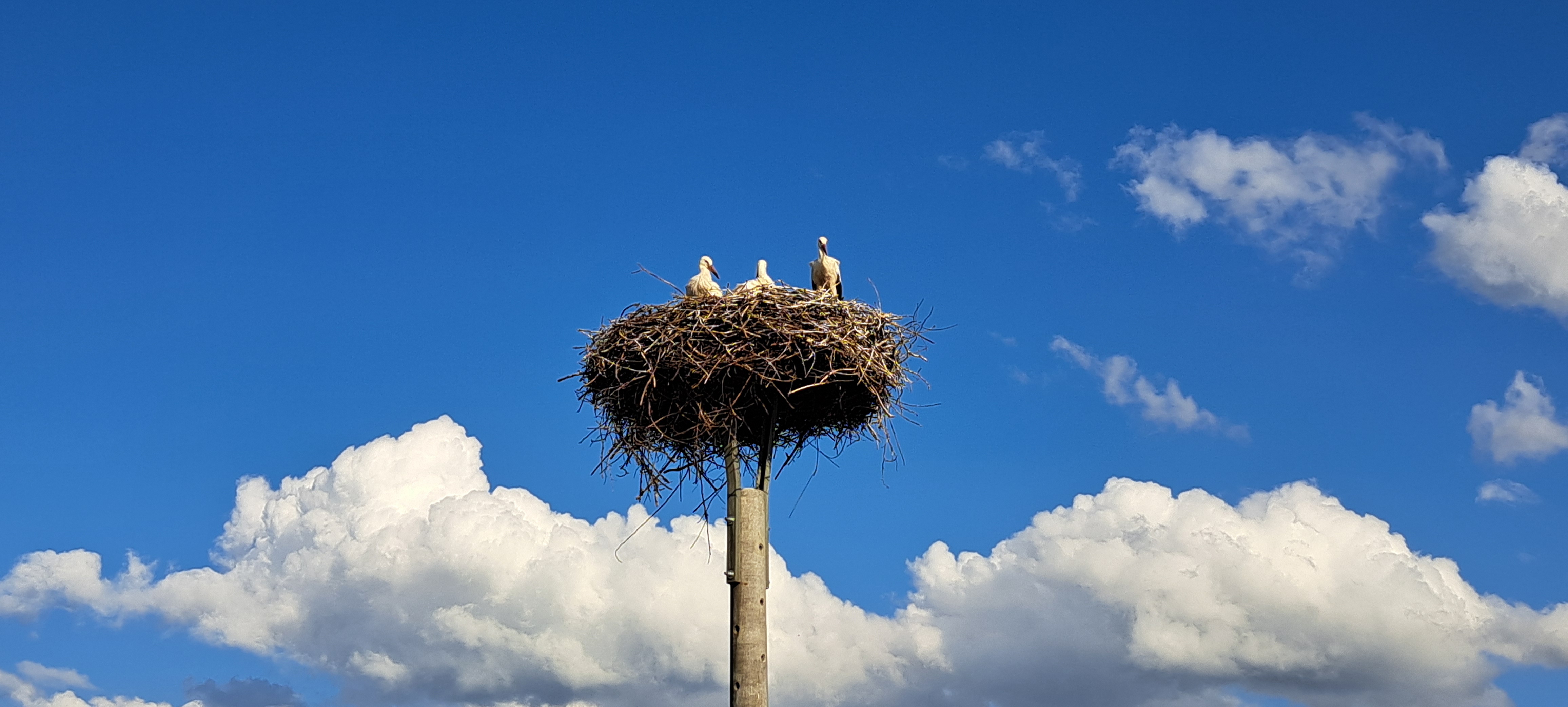 Reisemobilstellplatz - Lausitzer Seenland - Storchenblick