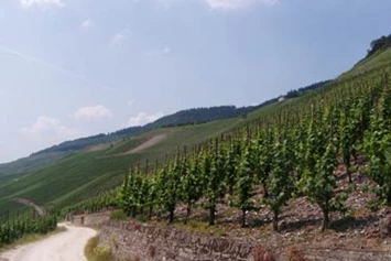 Wohnmobilstellplatz: Unsere schönen Weinberge - Stellplätze am Paradies Camp