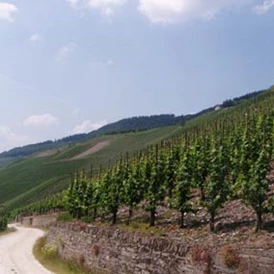 Wohnmobilstellplatz: Unsere schönen Weinberge - Stellplätze am Paradies Camp