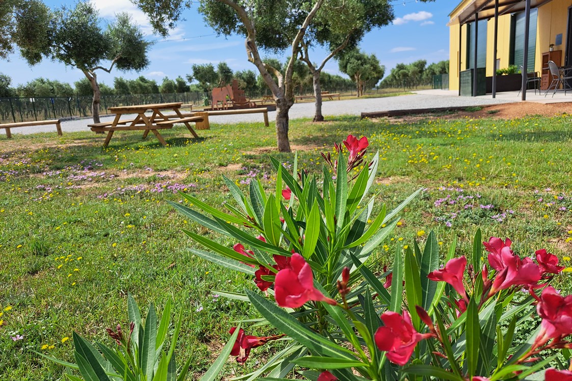 Wohnmobilstellplatz: Naturaleza - Relax and enjoy ample space and tranquility among organic olive trees