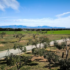 Wohnmobilstellplatz: Vista panorámica - Relax and enjoy ample space and tranquility among organic olive trees