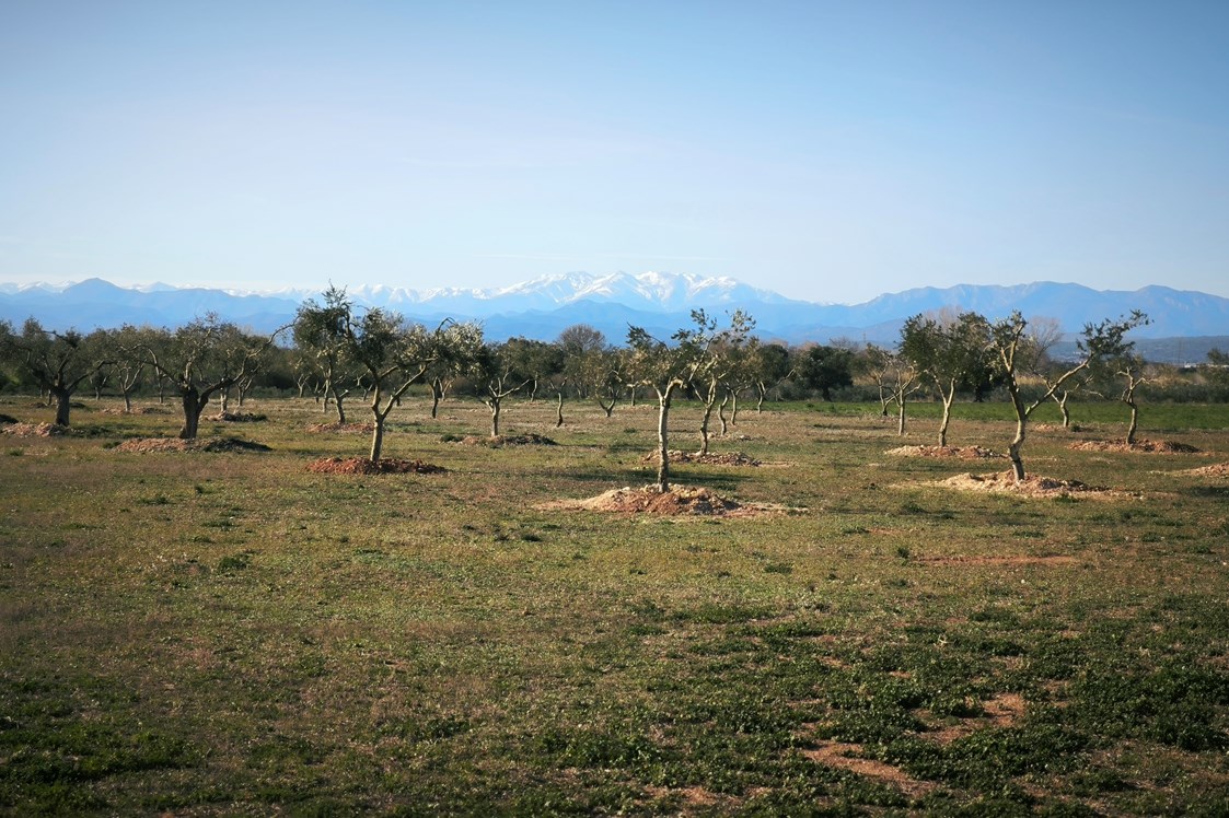 Wohnmobilstellplatz: Vista panorámica - Relax and enjoy ample space and tranquility among organic olive trees