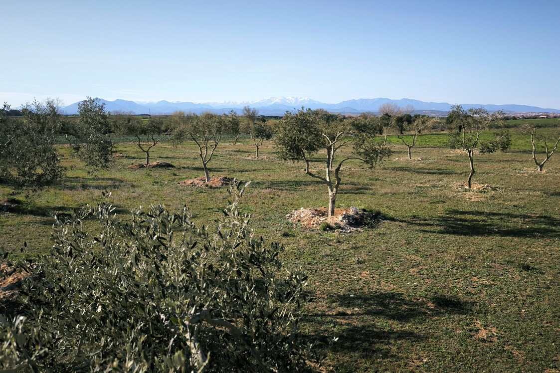 Wohnmobilstellplatz: Vista de los Pirineos - Relax and enjoy ample space and tranquility among organic olive trees