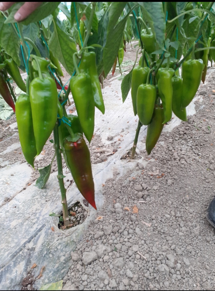 Wohnmobilstellplatz: Agro Camping Harmony