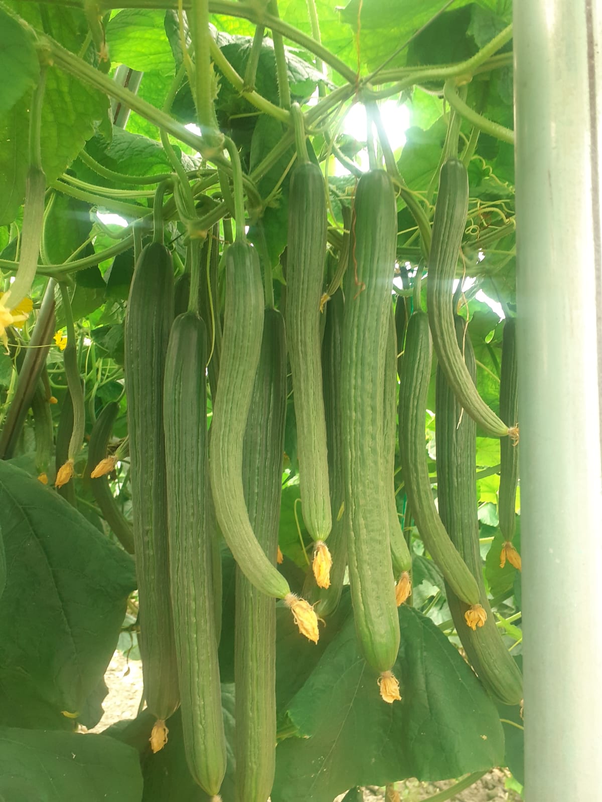 Wohnmobilstellplatz: Agro Camping Harmony