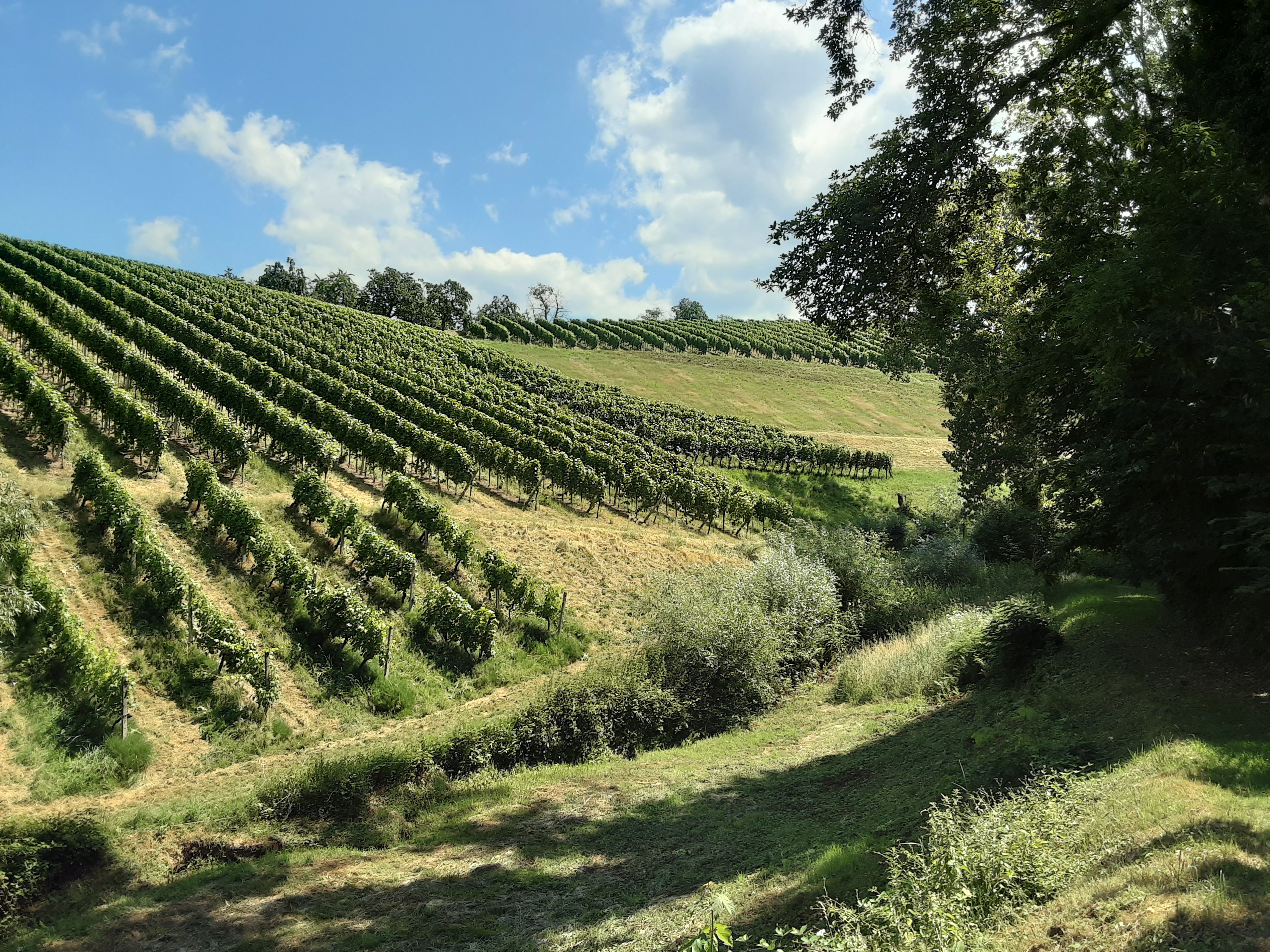 Wohnmobilstellplatz: Rebgelände am Panoramweg  - ruhige Wohnwagen Oase Stellplatz am Panoramaweg / Nordschwarzwald
