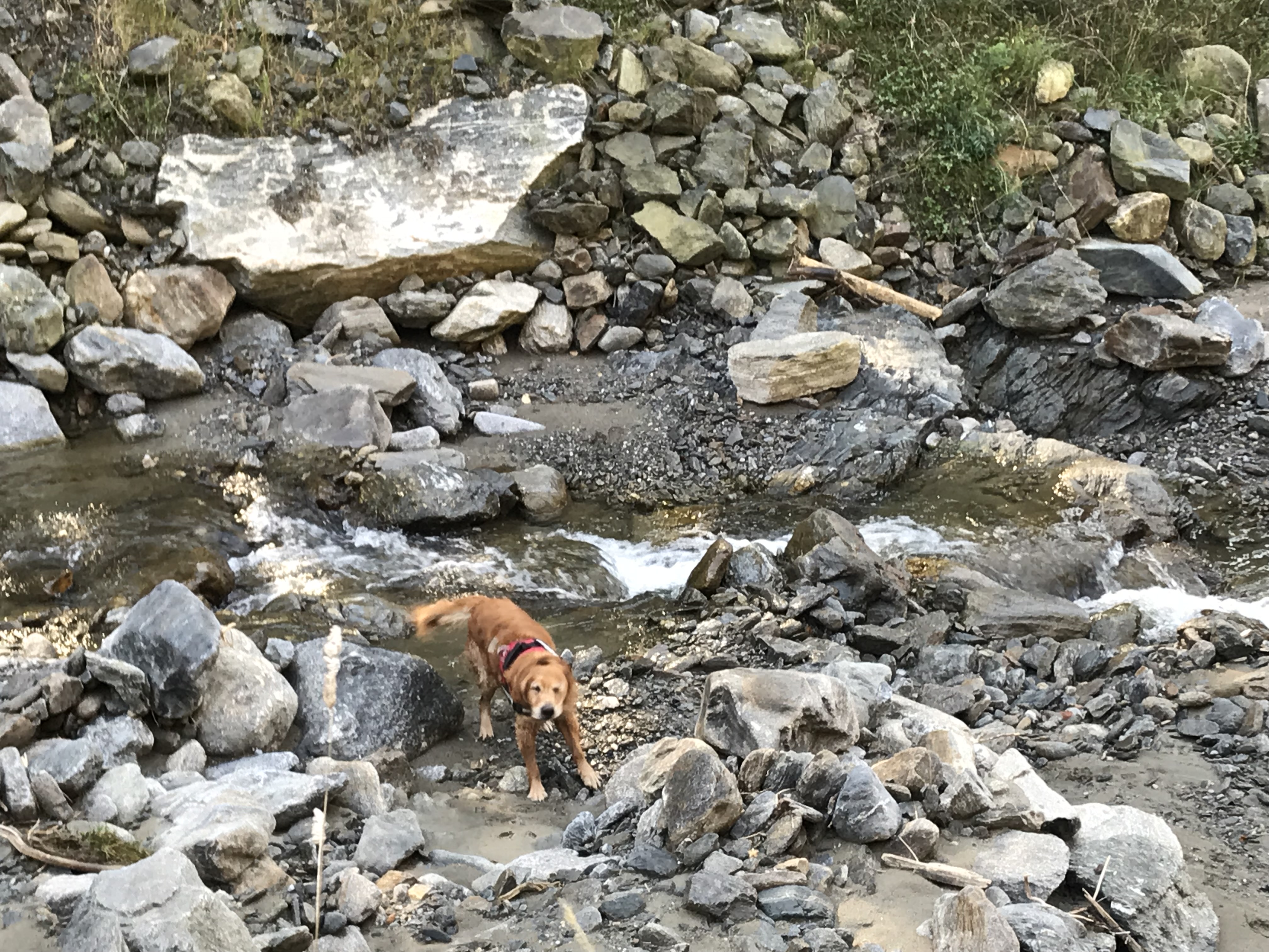 Wohnmobilstellplatz: Hund im Laussnitz Bach / tolle Abkühlung  - Sonnige Wiese am Bergbauernhof mit Aussicht