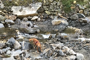 Wohnmobilstellplatz: Hund im Laussnitz Bach / tolle Abkühlung  - Sonnige Wiese am Bergbauernhof mit Aussicht 