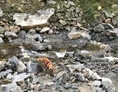 Wohnmobilstellplatz: Hund im Laussnitz Bach / tolle Abkühlung  - Sonnige Wiese am Bergbauernhof mit Aussicht 