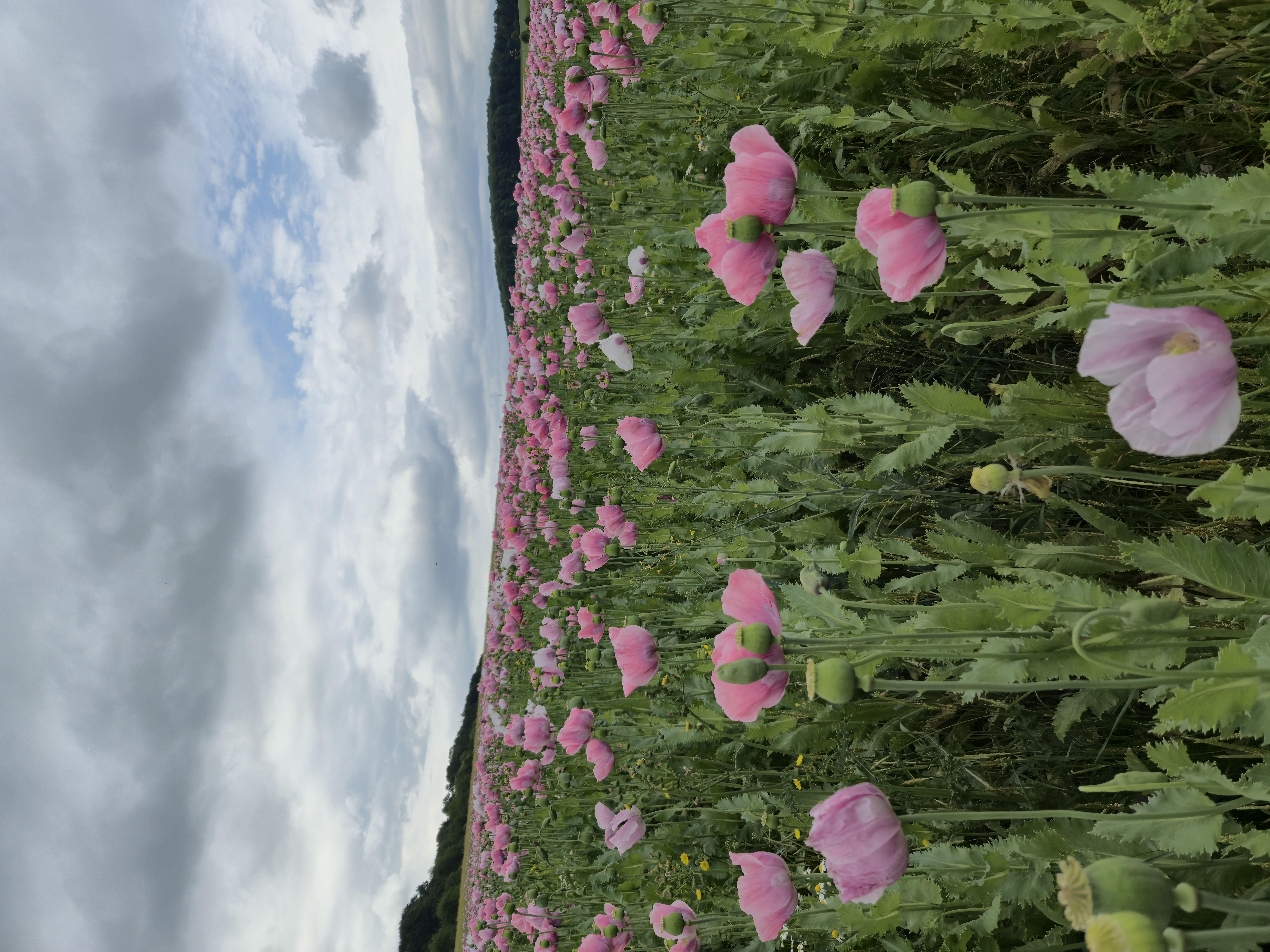 Wohnmobilstellplatz: Wohnmobilstellplatz Grandenborn