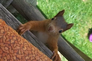 Wohnmobilstellplatz: Wildes Eichhörnchen - Gästehaus Stein