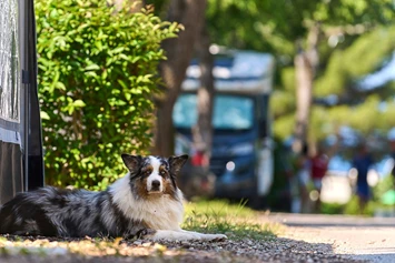 Wohnmobilstellplatz: Campingplatz Zelena Laguna****