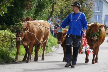 Wohnmobilstellplatz: Das (auch unseres) Vieh kommt beim Viehabtrieb zurück in´s Tal. - Stellplatz Kirnermarteshof