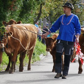Wohnmobilstellplatz: Das (auch unseres) Vieh kommt beim Viehabtrieb zurück in´s Tal. - Stellplatz Kirnermarteshof