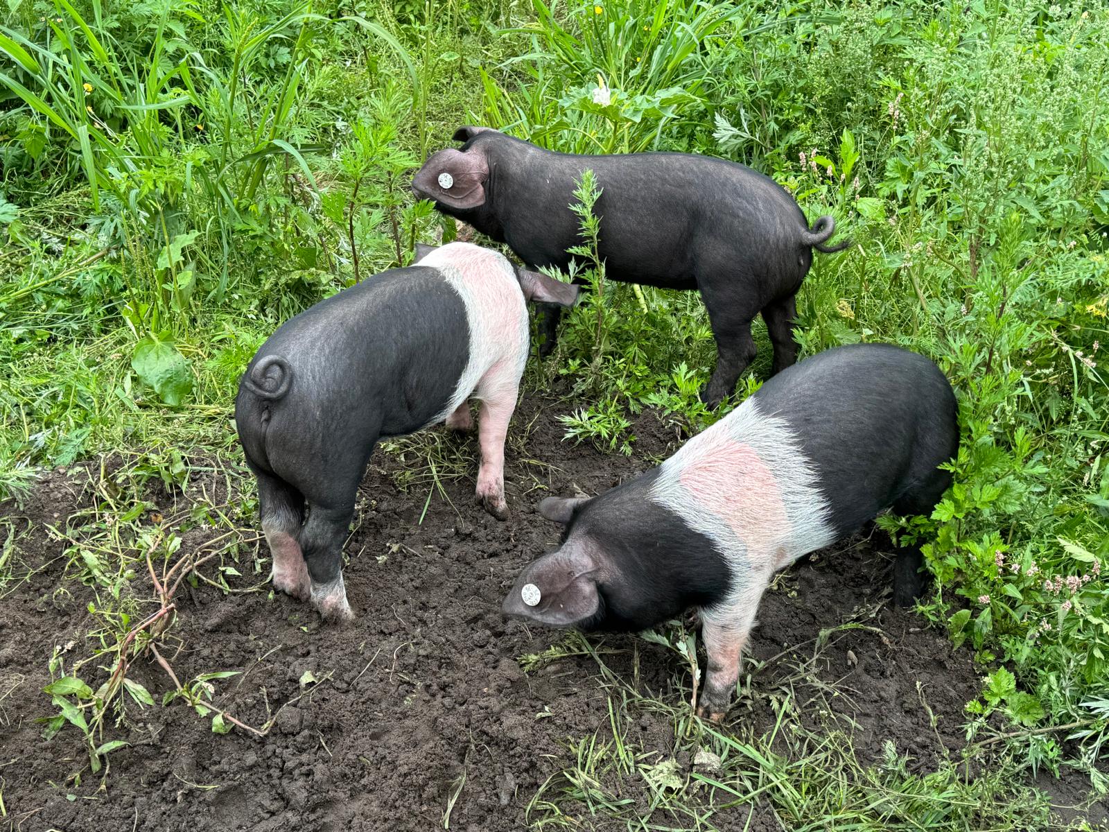Reisemobilstellplatz - Wohnwagen erlaubt - Ammersbek - Angler Sattelschweine, auch auf der roter Liste  - Kleine Arche Wahlstedt