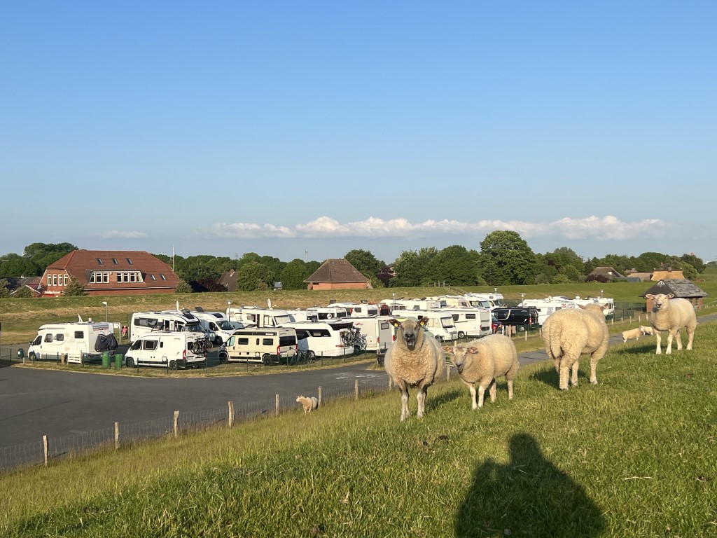 Wohnmobilstellplatz: Von Schafen bewacht - Stellplatz am Elbdeich