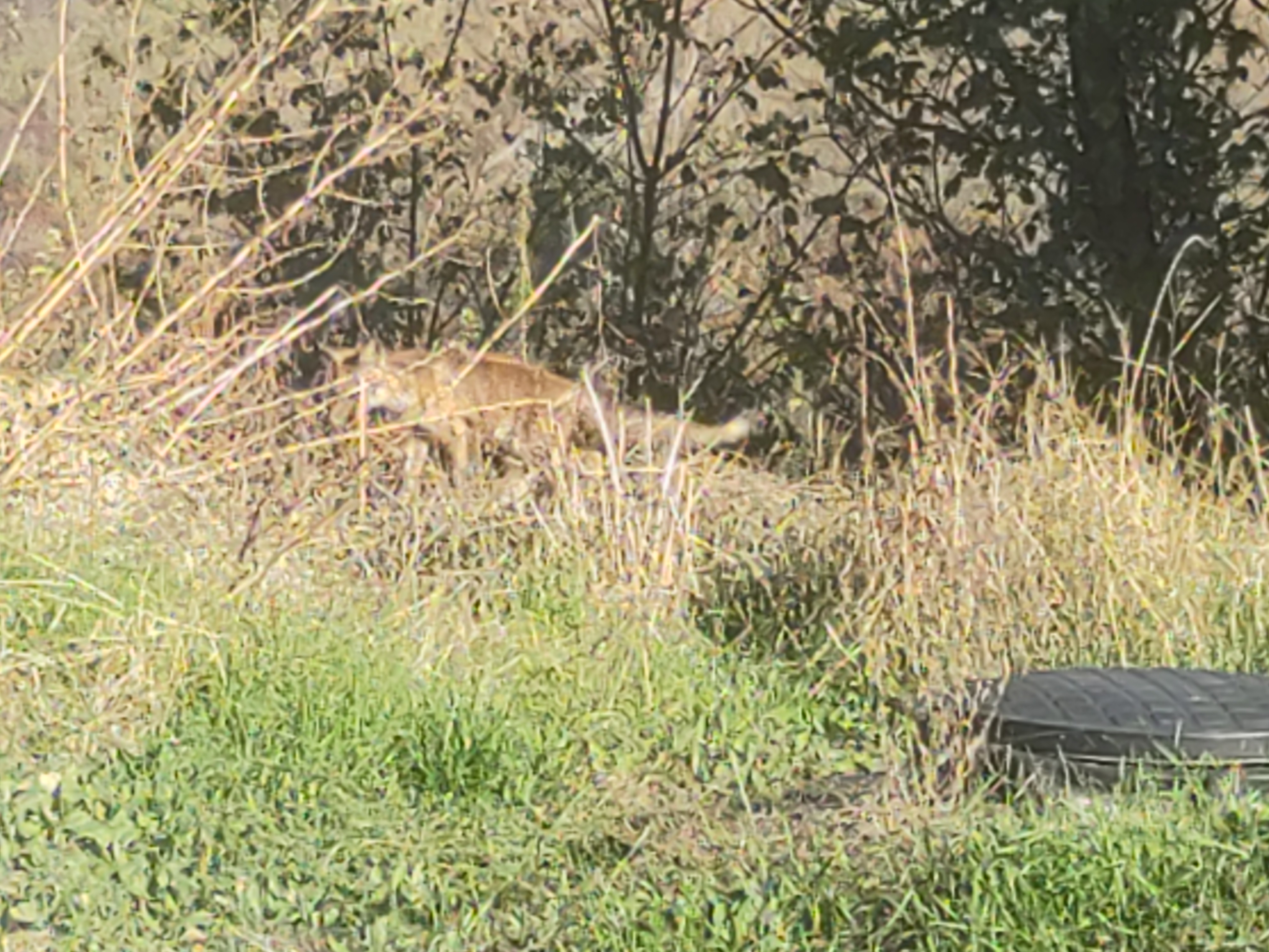 Wohnmobilstellplatz: La volpe vicino a casa - Cascina Mottainai
