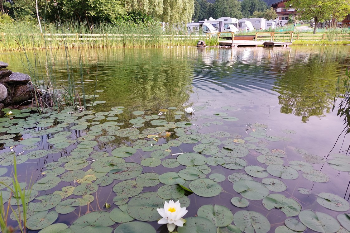 Wohnmobilstellplatz: Blick über den Schwimmteich zu den Stellplätzen. - KAISER.CAMP