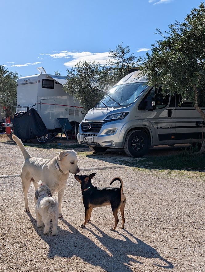 Wohnmobilstellplatz: Dog Zone in the Camping - Campingplatz Lilybeo Village