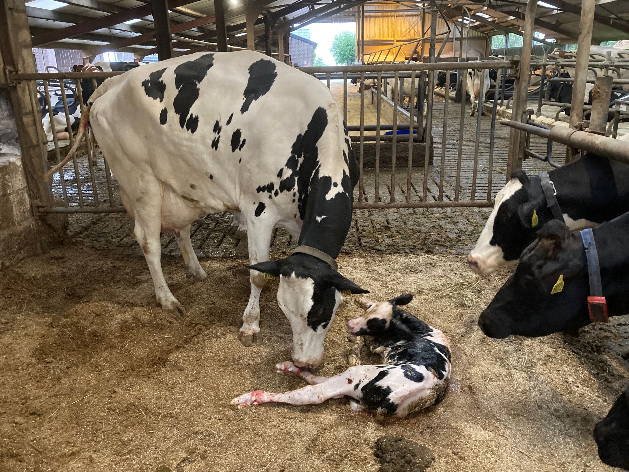 Wohnmobilstellplatz: Camping Waalheimerfarm - Mini-Bauernhof-Campingplatz, max 20 Einheiten und Luxus-Ferienhäuser