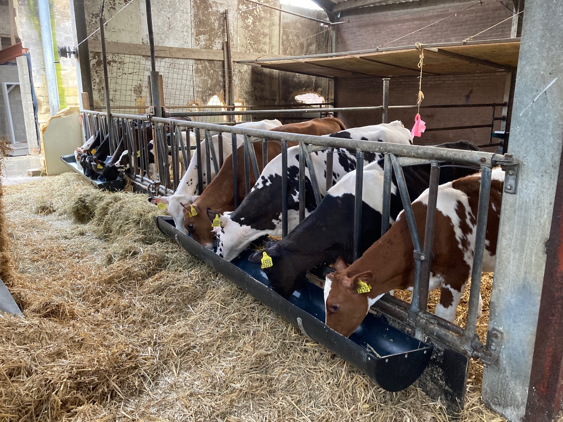 Wohnmobilstellplatz: Camping Waalheimerfarm - Mini-Bauernhof-Campingplatz, max 20 Einheiten und Luxus-Ferienhäuser