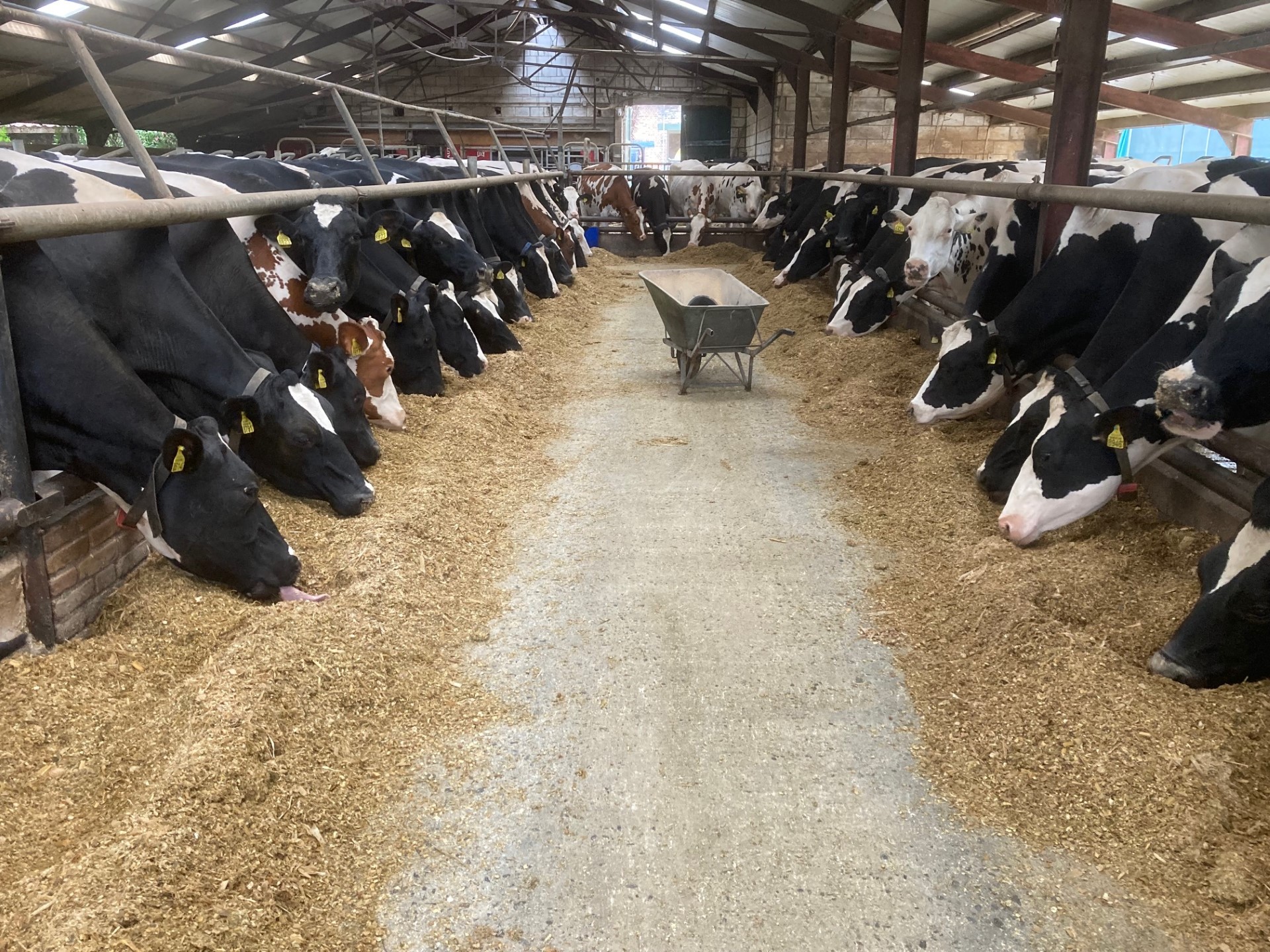 Wohnmobilstellplatz: Camping Waalheimerfarm - Mini-Bauernhof-Campingplatz, max 20 Einheiten und Luxus-Ferienhäuser