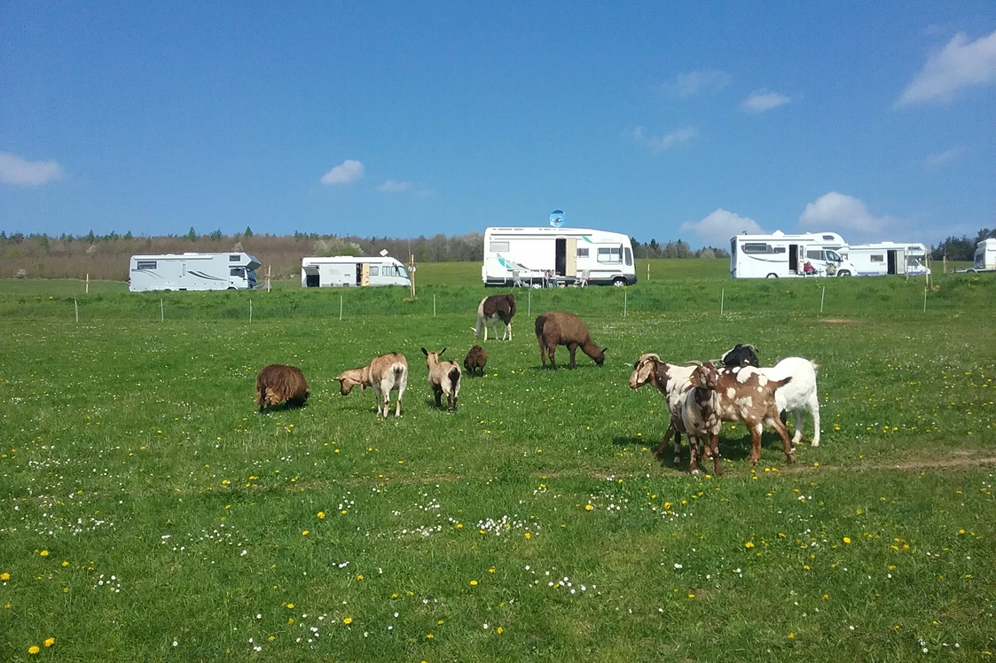 Wohnmobilstellplatz: Unsere Ziegen und lamas unterhalb der Stellplätze  - Forellenhof 