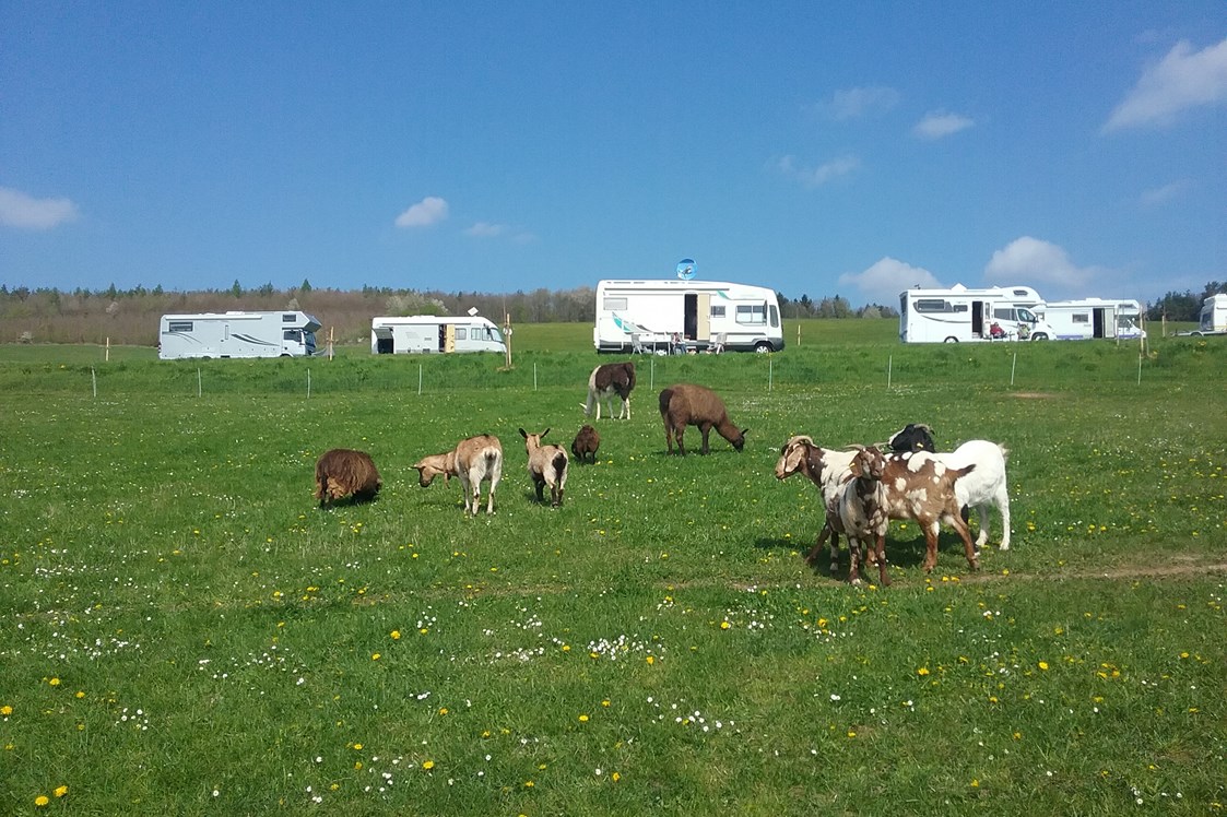 Wohnmobilstellplatz: Unsere Ziegen und lamas unterhalb der Stellplätze  - Forellenhof 