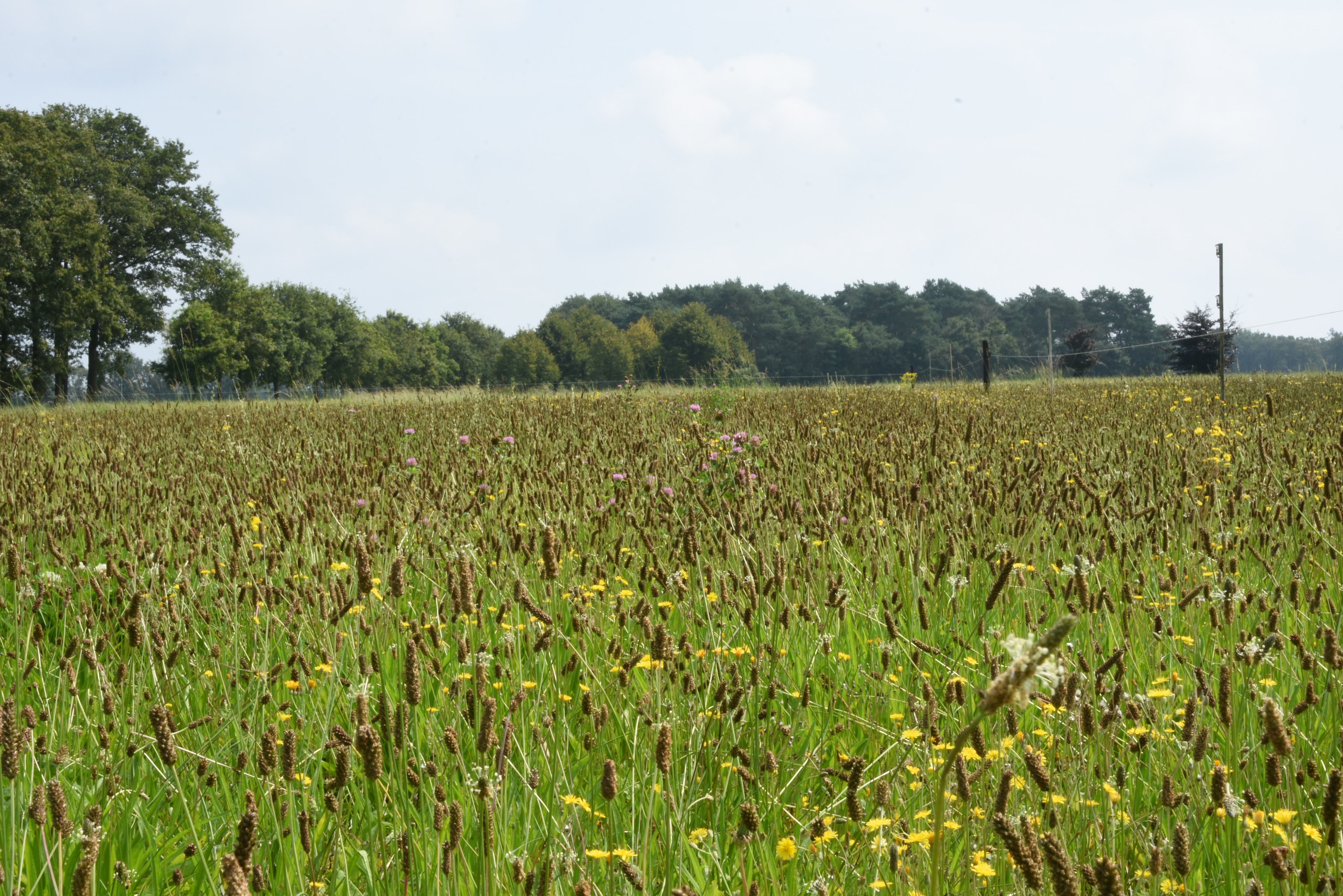 Wohnmobilstellplatz: uitzicht camping - Lindershoeve