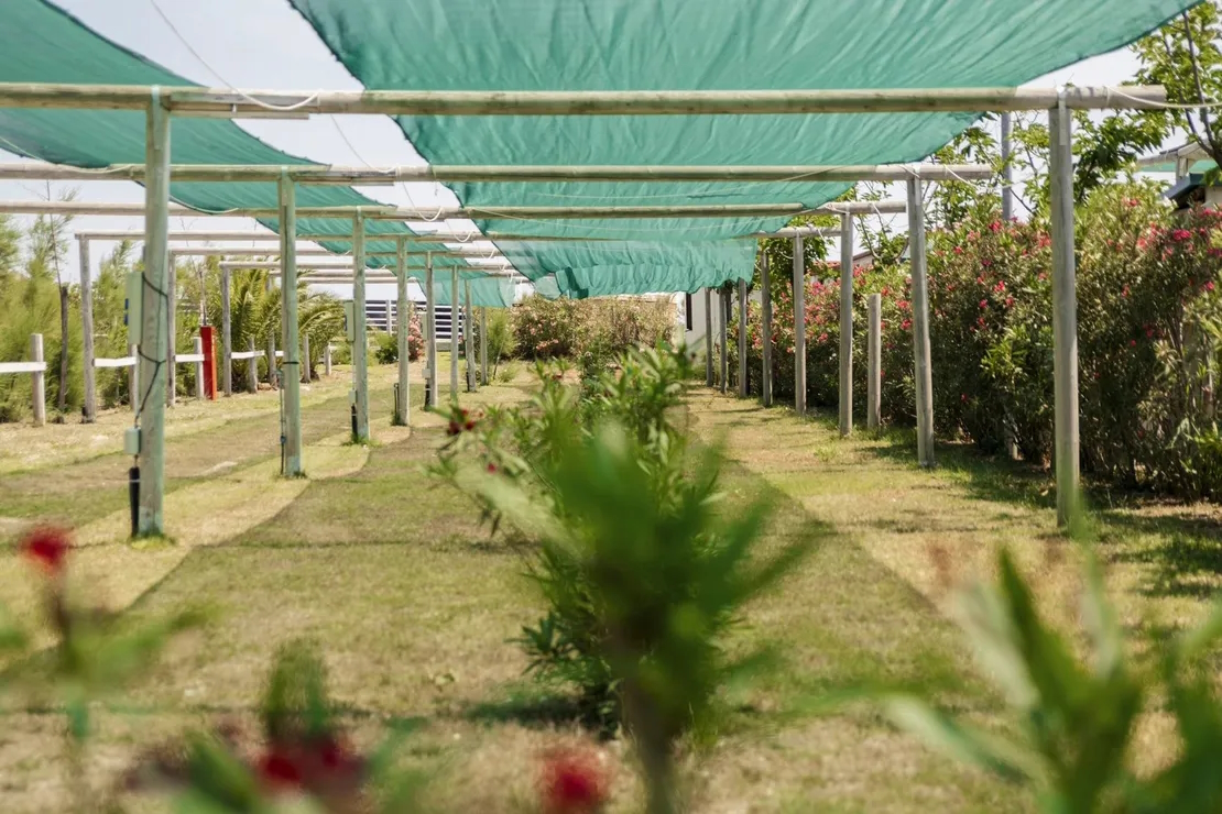 Reisemobilstellplatz - Reiten - Piazzole ampie 6x13 m circa con ombreggiante provviste di acqua potabile, corrente e full-service (scarico acque grigie e nere in piazzola) nel caso dei camper. Prezzo base include 2 persone  anni. Possibilità di aggiungere altre 5 persone con supplemento da listino. - Heliopolis Camping & Village