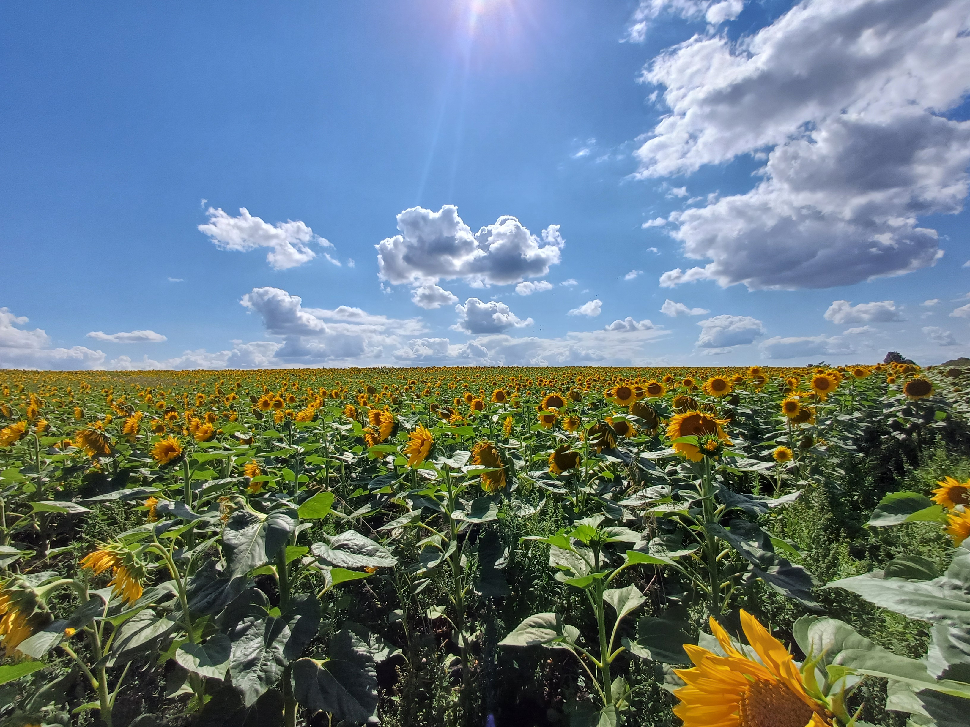 Wohnmobilstellplatz: Sonnenblumen zwischen Kleinrudestedt und Schloßvippach - Wohnmobilstellplatz am Storchennest Kleinrudestedt - Tempo libero, Vicinanze