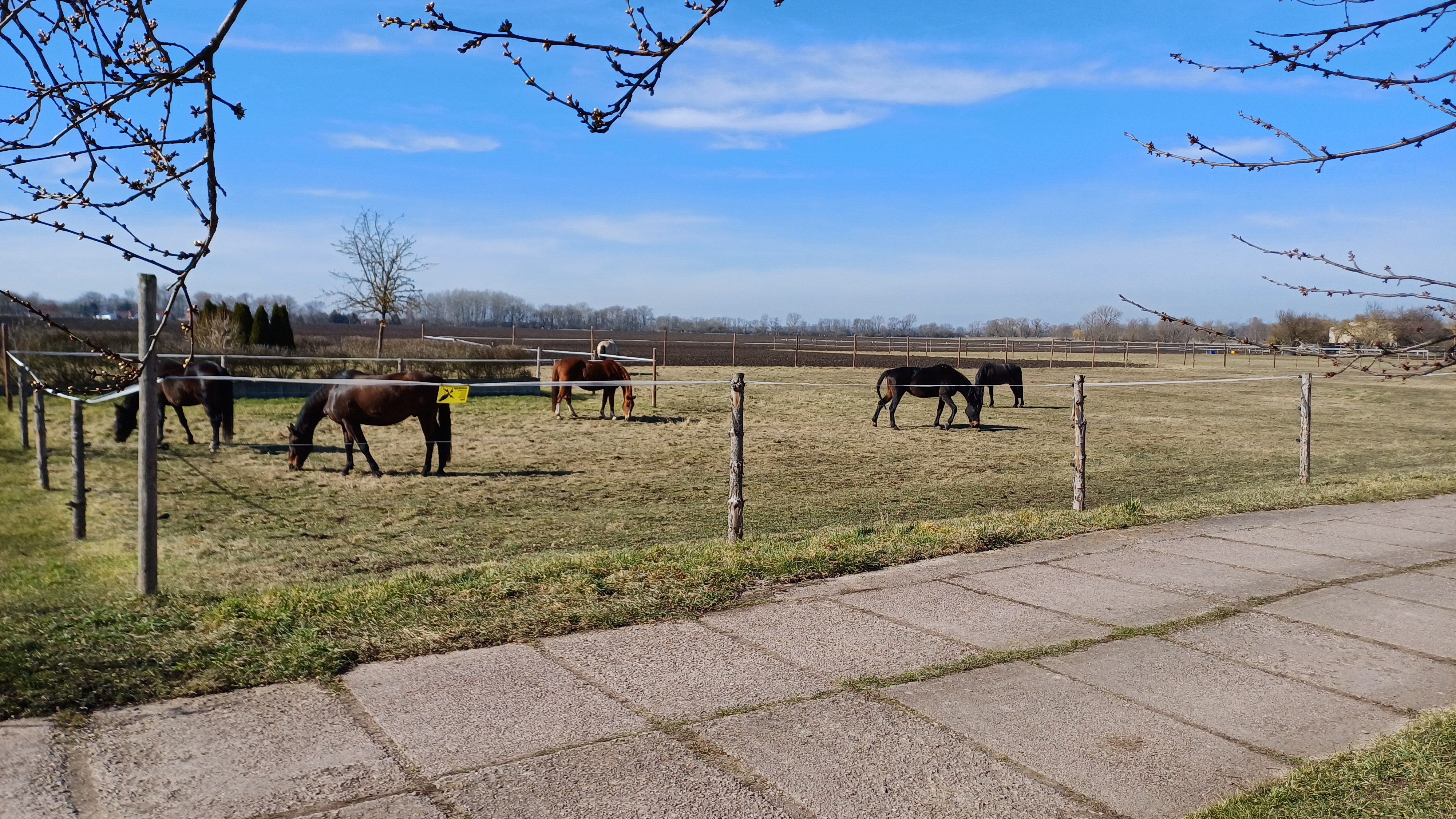 Wohnmobilstellplatz: Pferdekoppel gegenüber des Stellplatzes - Wohnmobilstellplatz am Storchennest Kleinrudestedt - Tempo libero, Vicinanze