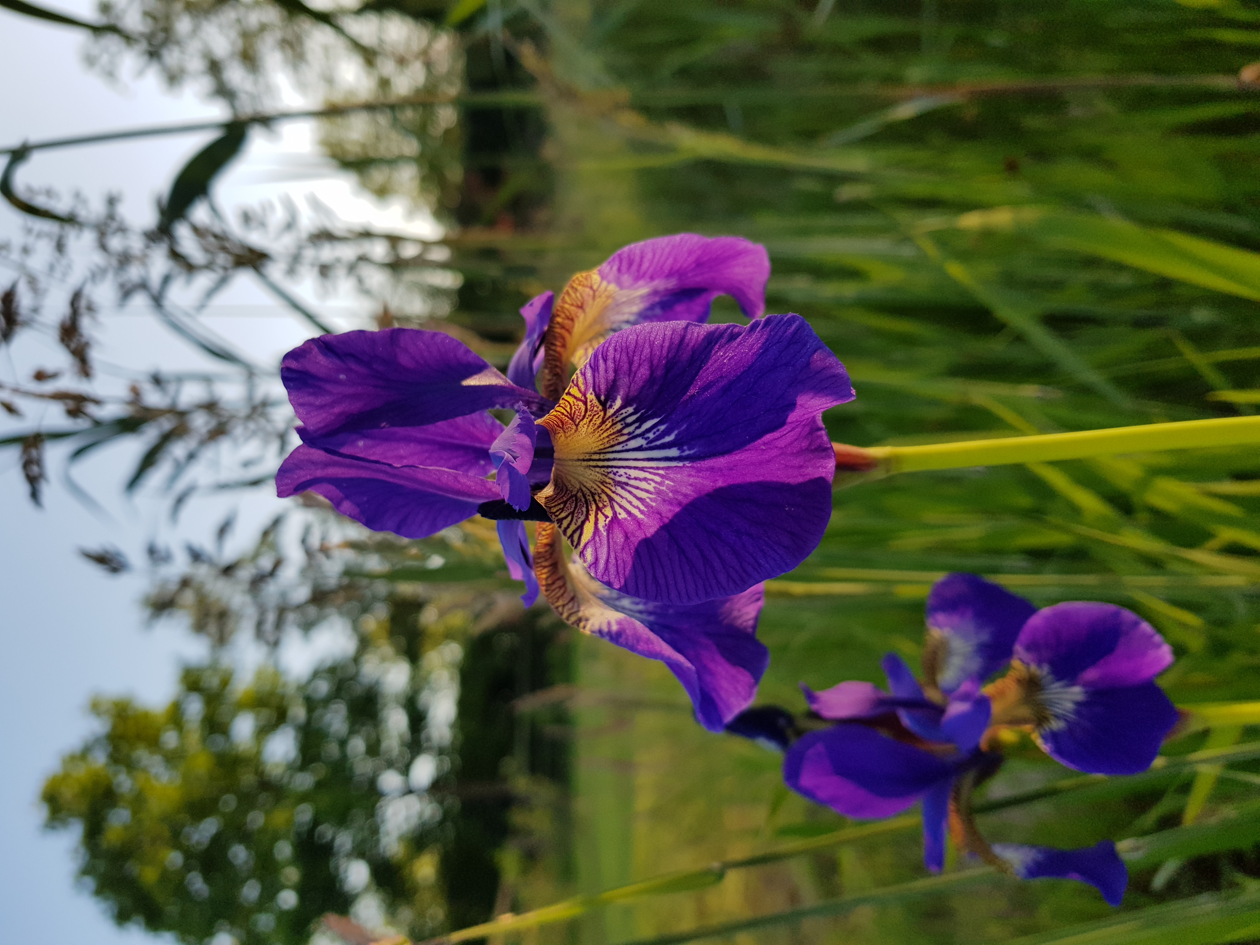 Wohnmobilstellplatz: Op BuytenGewoonBoxtel worden veel inheemse planten aangeplant om de biodiversiteit een boost te geven, maar het is ook gewoon mooi om naar te kijken. - BuytenGewoonBoxtel - Parcelas