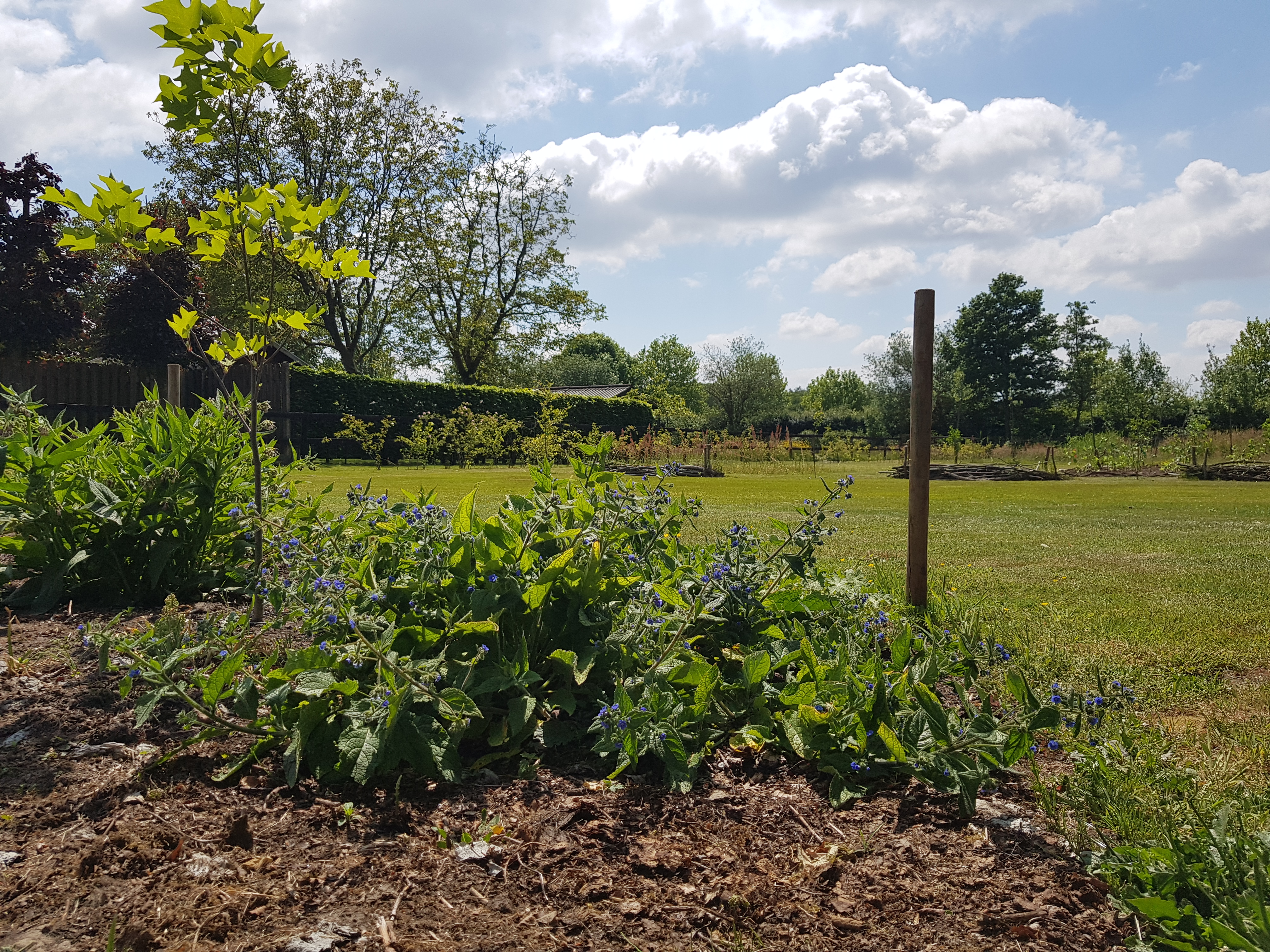 Wohnmobilstellplatz: Borders met inheemse planten voor de insecten. - BuytenGewoonBoxtel - Parcelas