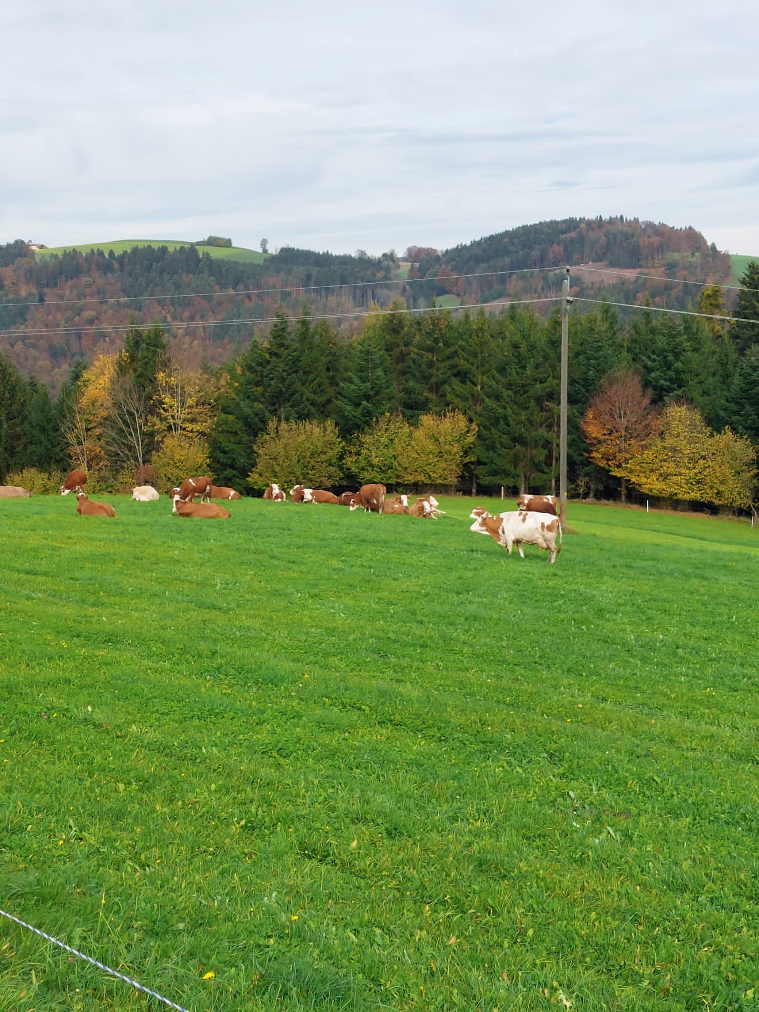 Wohnmobilstellplatz: Auch Kühe wollen eine gute Aussicht  - Naturwunder Camping beim Stoanahof