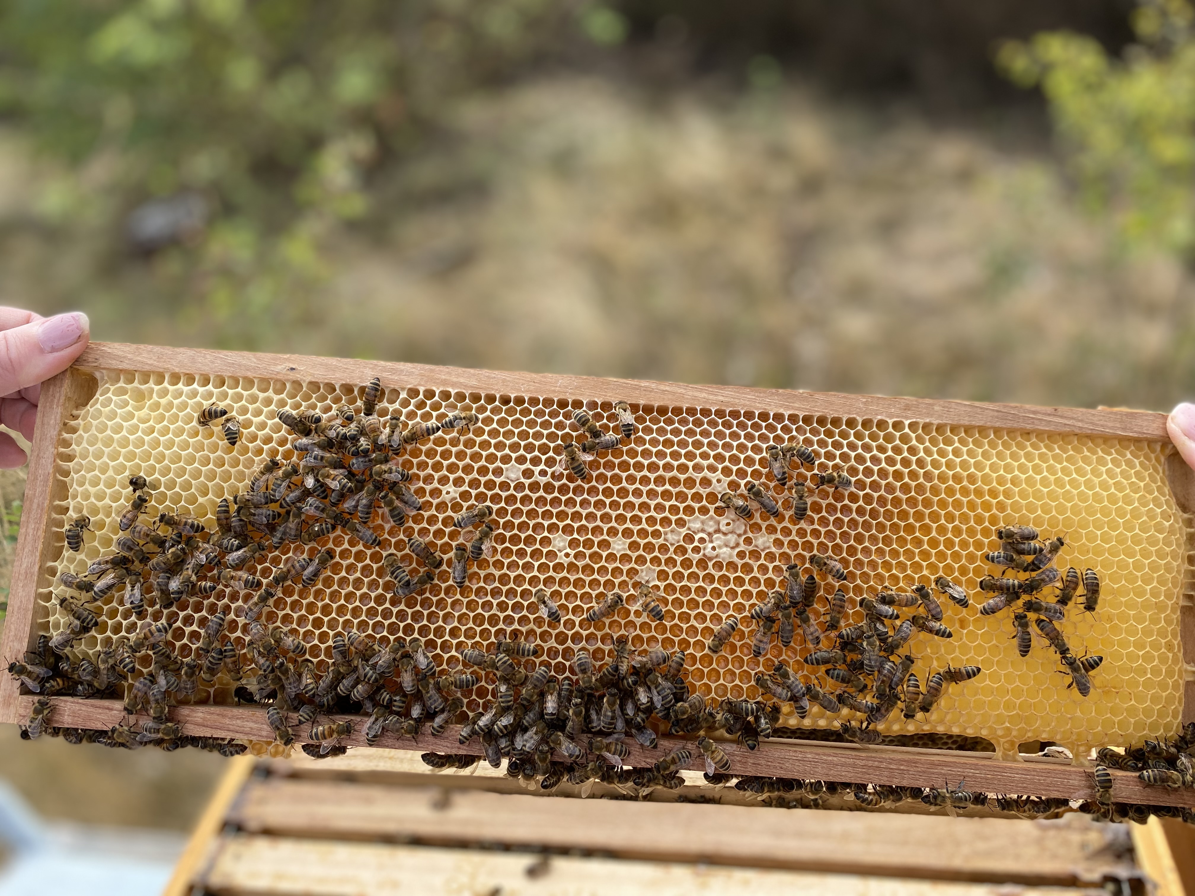 Wohnmobilstellplatz: Eigene Imkerei "Immes Honeybees" - Stellplatz am Birkensee, Bauernhof, Lüneburger Heide, Schneverdingen, Soltau, Pietzmoor