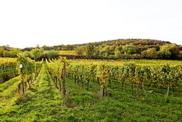 Wohnmobilstellplatz: Weinberge so weit das Auge reicht - Stellplatz am Weingut Margarethenhof