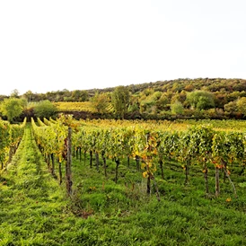 Wohnmobilstellplatz: Weinberge so weit das Auge reicht - Stellplatz am Weingut Margarethenhof