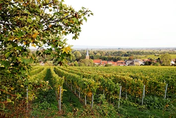 Wohnmobilstellplatz: Forst an der Weinstraße - Stellplatz am Weingut Margarethenhof