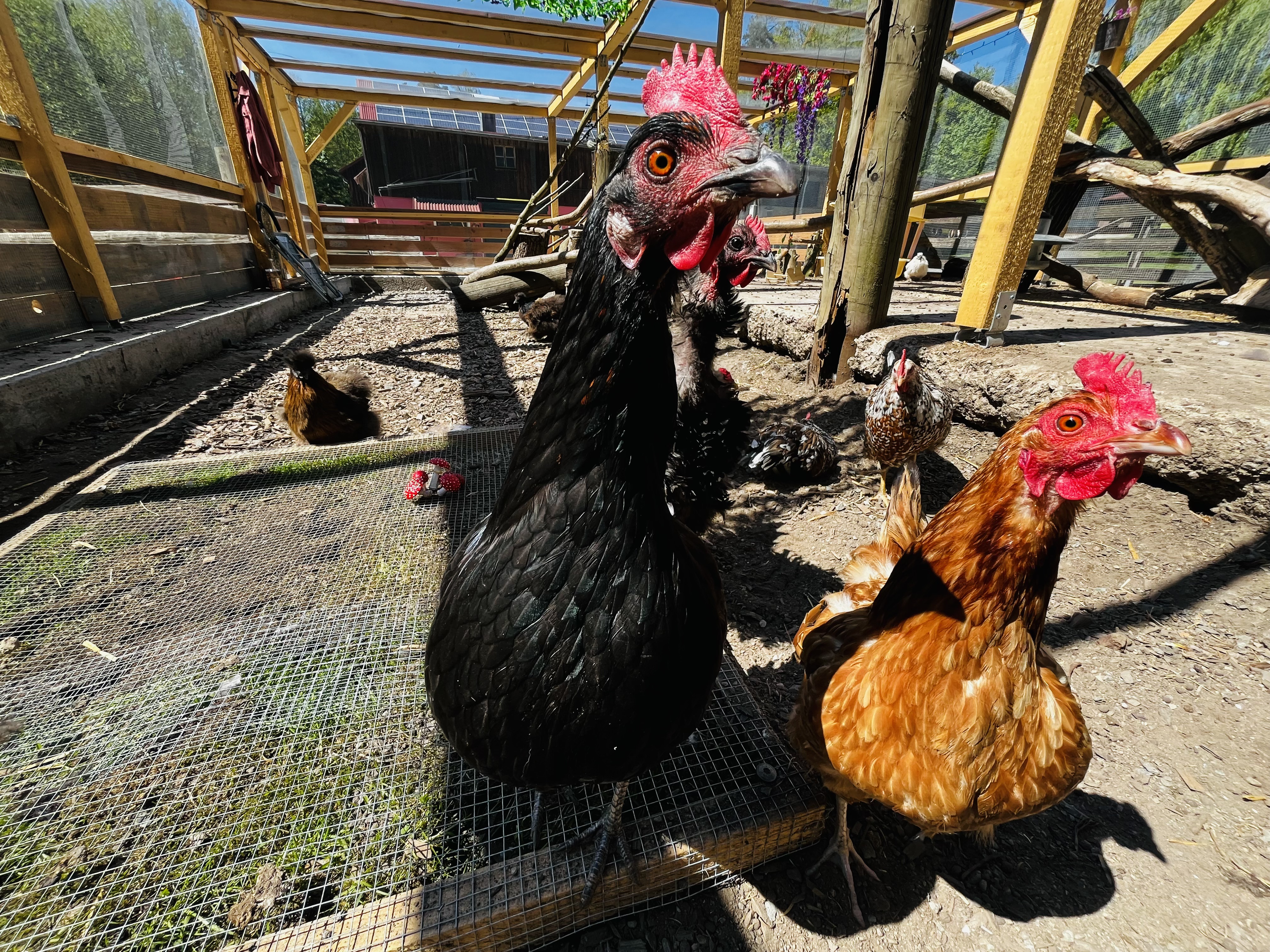 Wohnmobilstellplatz: Streichelzoo - Ferienhof & Campingplatz Schweinmühle 