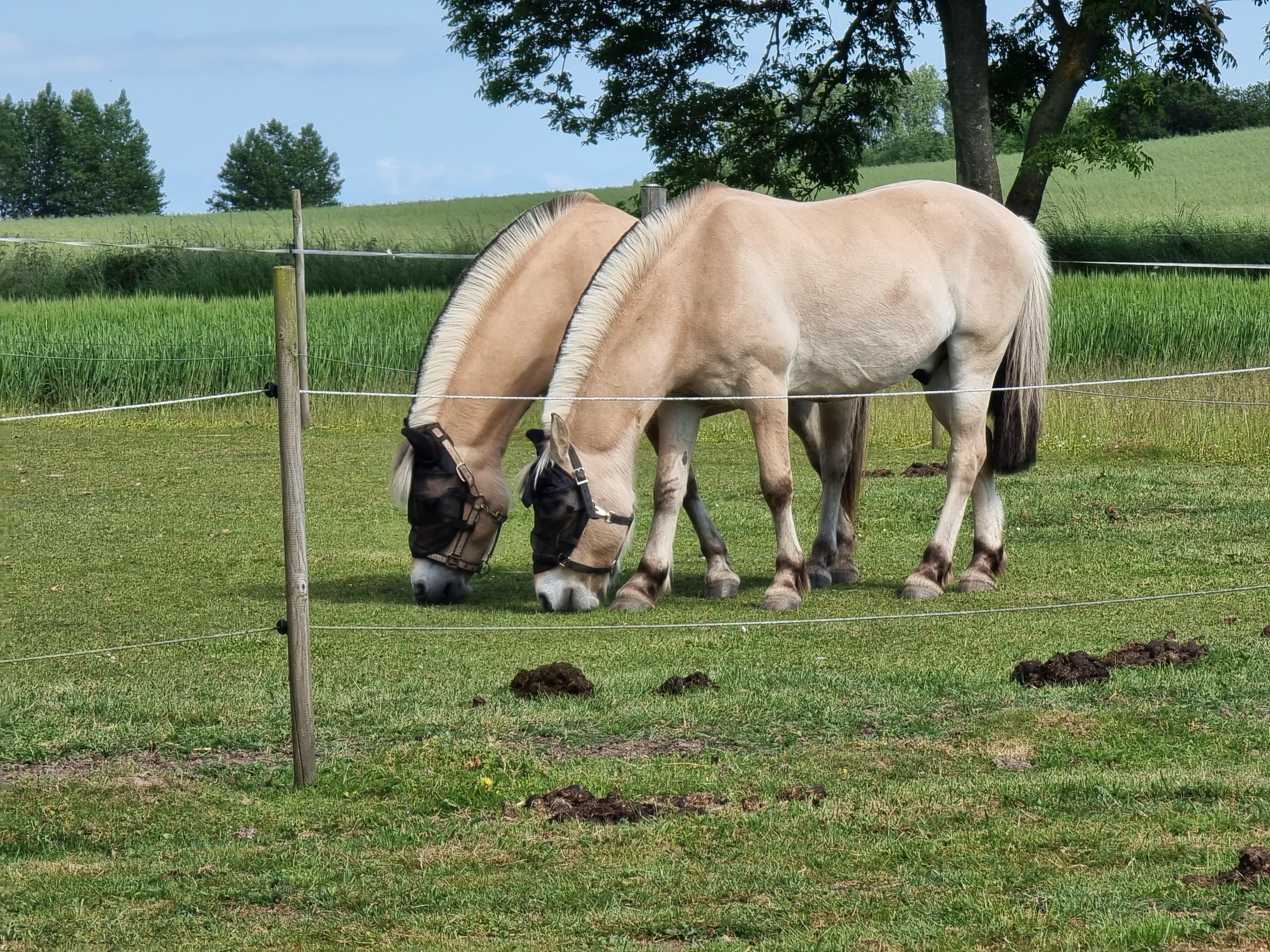 Area sosta per camper - Wintercamping - Zelanda - heste - Boeslunde Camping