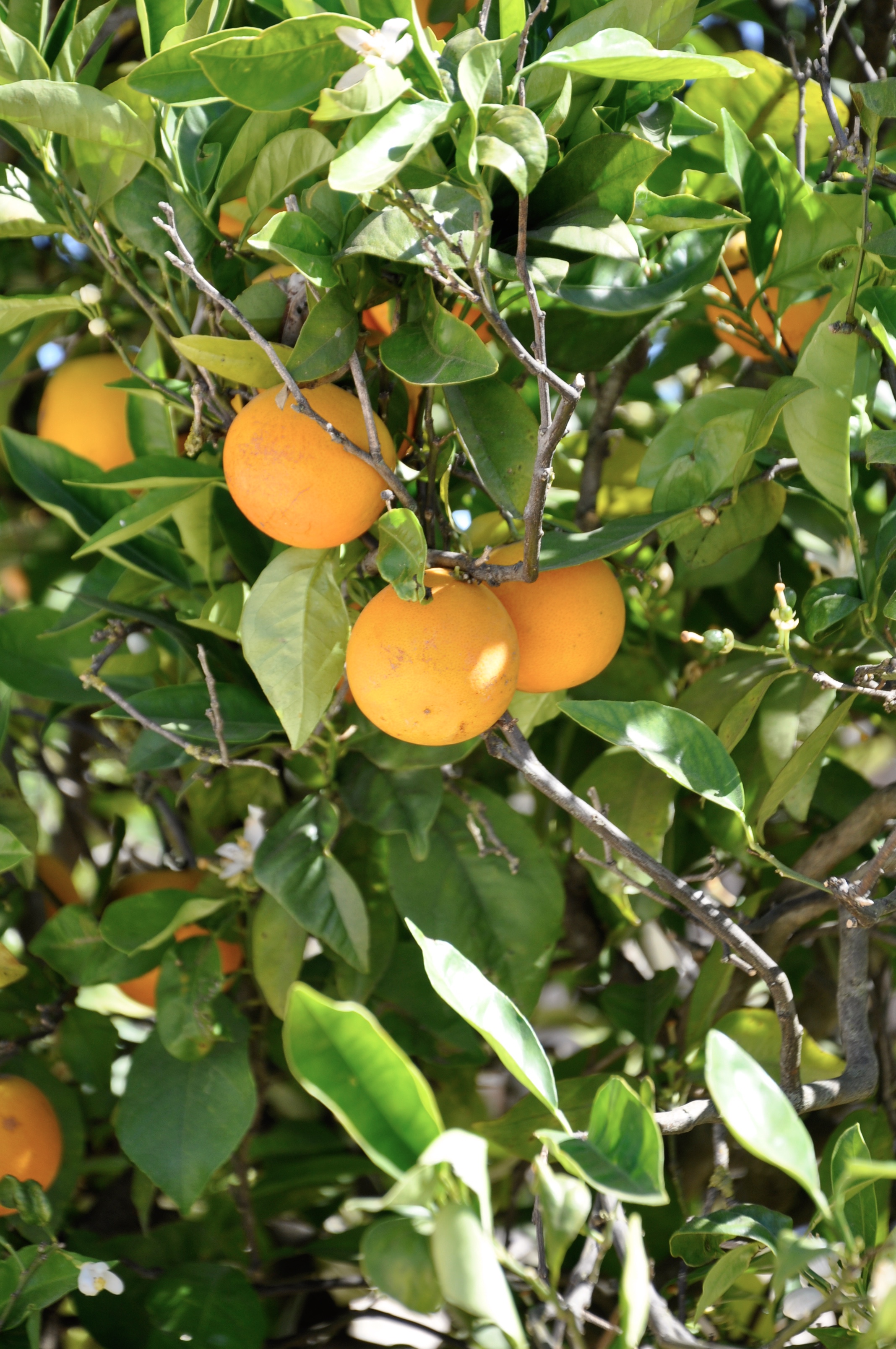 Wohnmobilstellplatz: Orange Tree line the Pitches - Vilamoura Rustikales Wohnmobil Aire